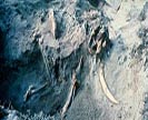 Dwarf Mammoth Skeleton, Channel Islands National Park